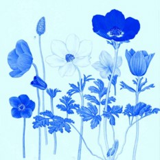 רות קופל, מתוך: צמחית ארץ ישראל בציורים, 1949-1948