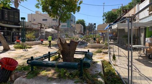 באמצע הקיץ: עיריית באר שבע כורתת 29 עצים עתיקים