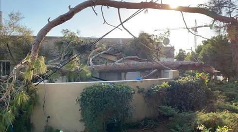 "קיבלתי מתנה": שיפור במצב הפצועה מקריסת עץ בבני ברק