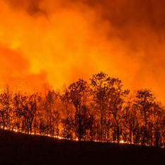 Columna de Tecnología: Celulares predicen incendio