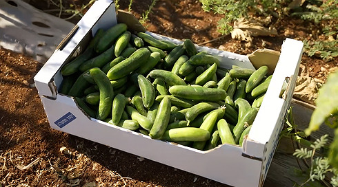 מהאדמה לצלחת: כך ירקות בלדי הפכו מוצר חובה במטבחי השפים