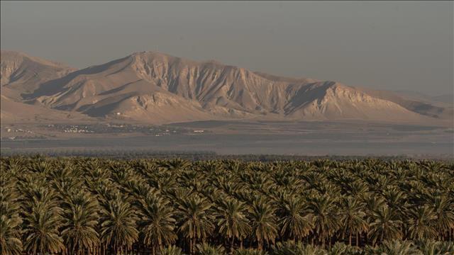 מטע דקלים בבקעת הירדן