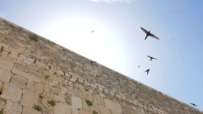 כנפי השכינה: איך הפך הכותל המערבי לגן עדן לציפורים?