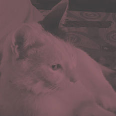 cat17997_img99601984.jpg