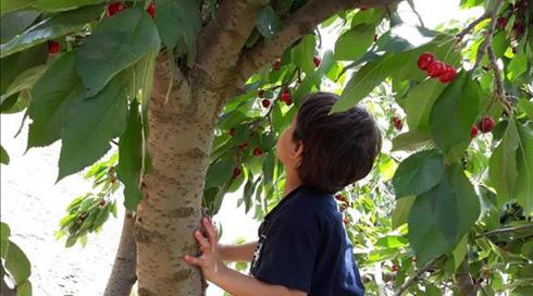 שבועות בטבע: מאות אלפים ניצלו את החג לטיולים (1)