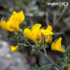 Spring flowers