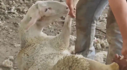 תחקיר "כאן" חושף: התעללות קשה בכבשים בקיבוץ גבע