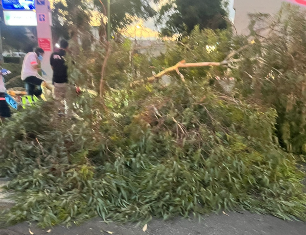 אדם נהרג מקריסת עץ בבית החולים אסף הרופא