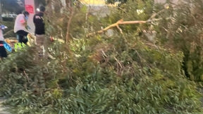 אדם נהרג מקריסת עץ בבית החולים אסף הרופא