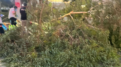 אדם נהרג מקריסת עץ בבית החולים אסף הרופא