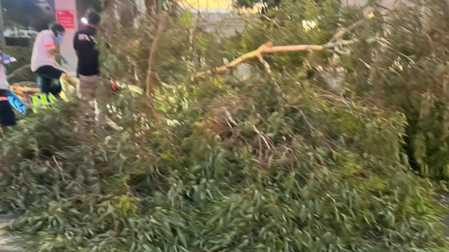 אדם נהרג מקריסת עץ בבית החולים אסף הרופא