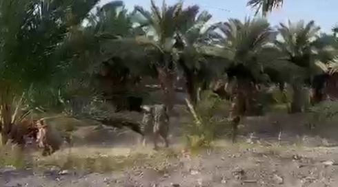 לוחם מג"ב נפצע בינוני בהיתקלות עם מחבל בבקעת הירדן