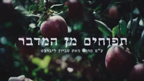 תפוחים מן המדבר
