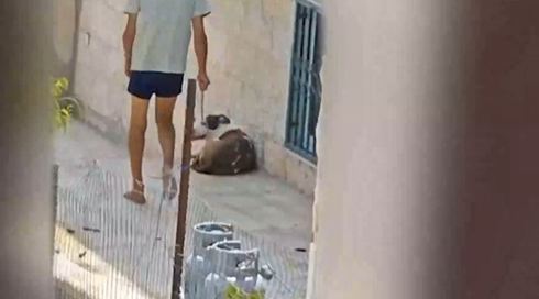 קשה לצפייה: בן 50 הכה במקל את הכלב של המשפחה - ונעצר