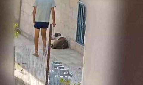 תיעוד קשה לצפייה: בן 50 הכה במקל את הכלב של המשפחה