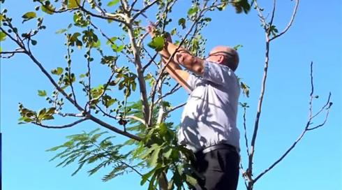 תרופות הסבתא של ערביי ישראל בגרסת המאה ה-21