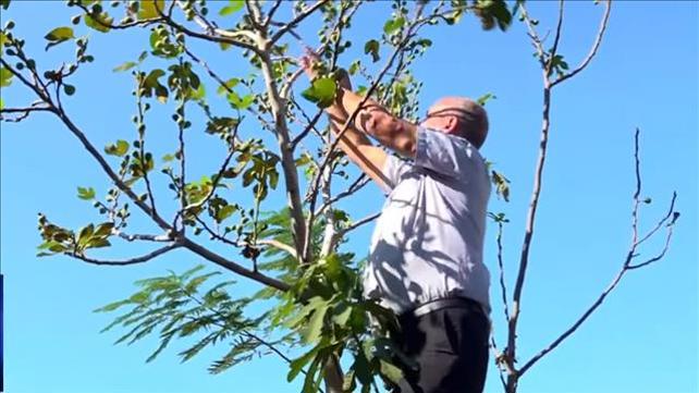 תרופות הסבתא של ערביי ישראל בגרסת המאה ה-21