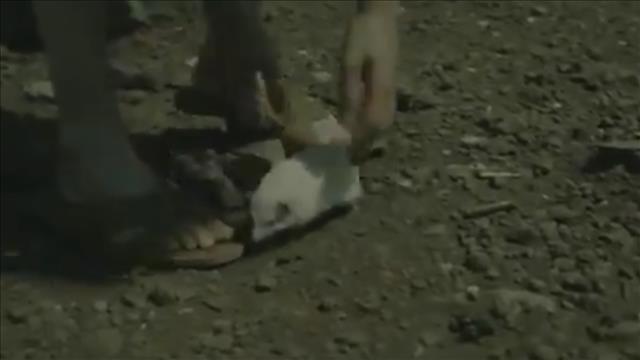 צנובר הקיפוד