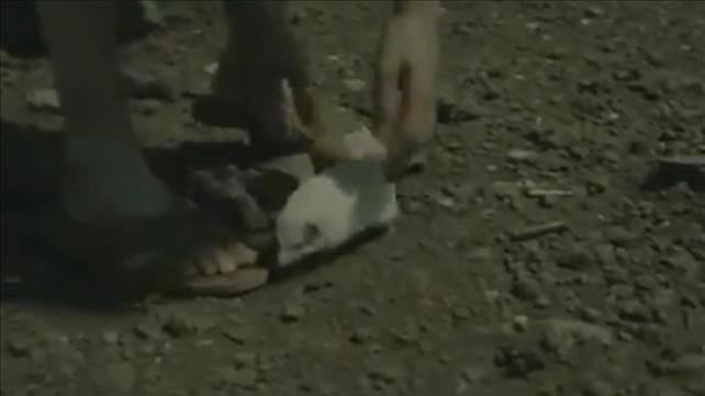צנובר הקיפוד