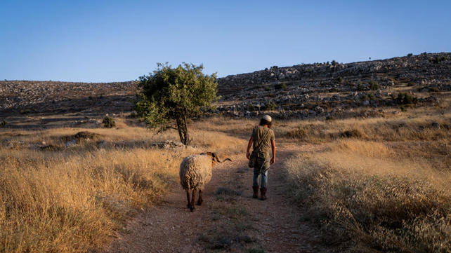רועה צאן יהודי ביהודה ושומרון