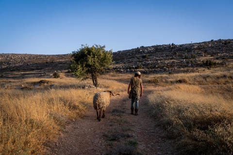 רועה צאן יהודי ביהודה ושומרון