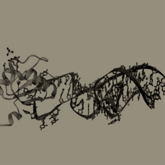מה זה בכלל RNA? חלק 3