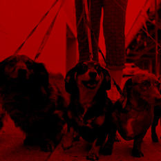 Dog Walker