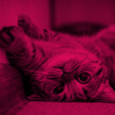 cat8461_img428970820.jpg