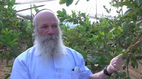 אתרוגצ'לו כבר טעמתם? המכורים לליקר אתרוגים - לא רק בסוכות