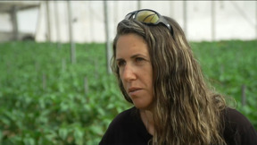 החיטה צומחת שוב: תושבי העוטף חוזרים אט אט לבתיהם