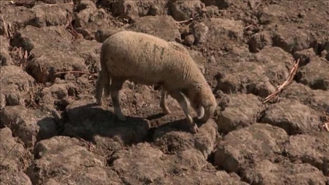 אגמים מתייבשים ואין מים בברזים: אירופה סובלת מבצורת קשה