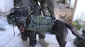 כאן