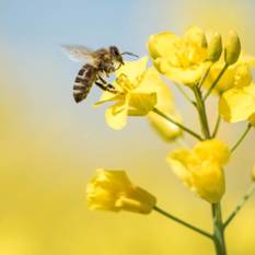 Ciencia en Israel: Descubren una nueva especie de