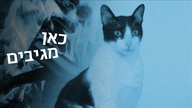 כאן מגיבים - חתולים בל"ג בעומר