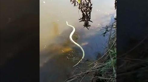 "פתאום ראיתי את המפלצת": נחשת הענק עדיין מסתובבת חופשי