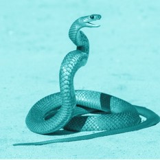 Snake Square 500X500 (1)