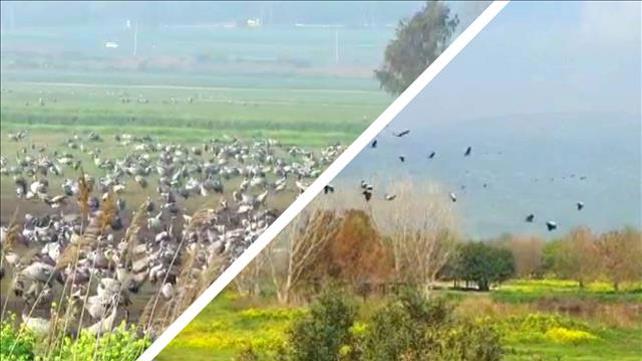 אלפי עגורים יוצאים מאגמון החולה לאירופה 16.03.20