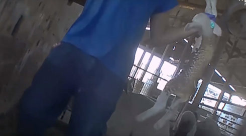 בעקבות תחקיר "כאן": משרד החקלאות חוקר חשד להתעללות