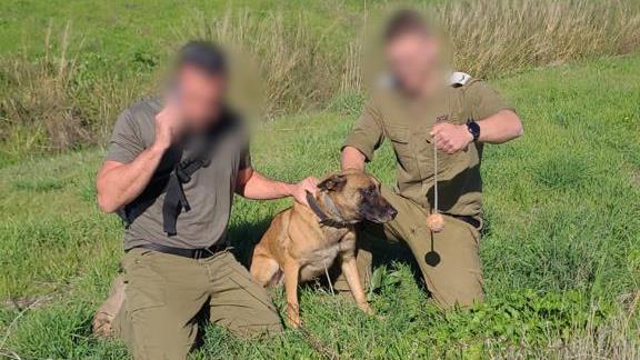 הכלב ריי