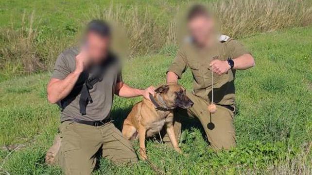 הכלב ריי