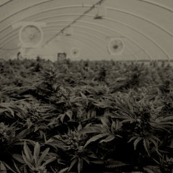 ריאה ירוקה: חלק 2