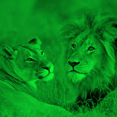 cat10194_img905168773.jpg