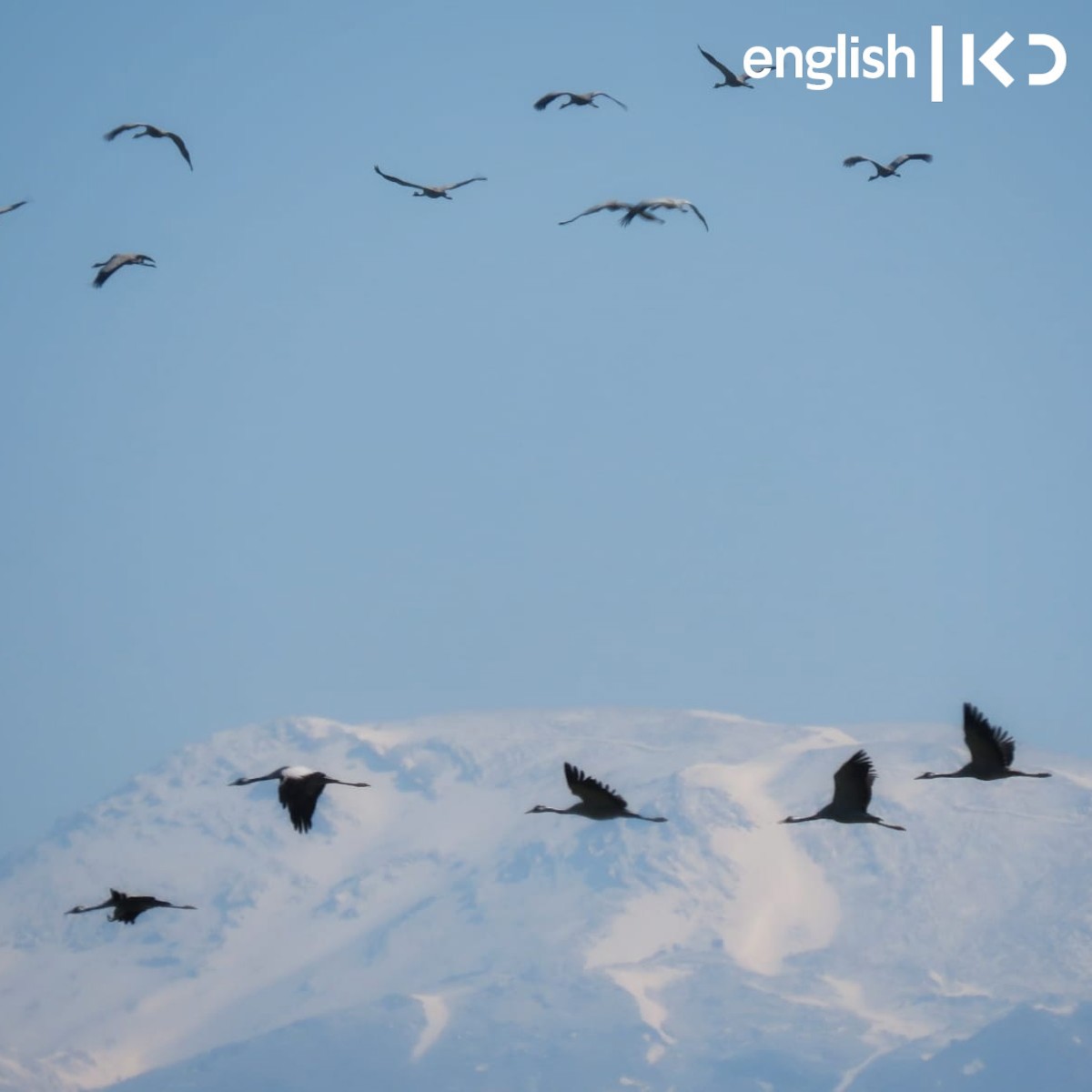 Spring migration during wartime