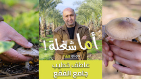 صياد الفقع  اما شغلة 