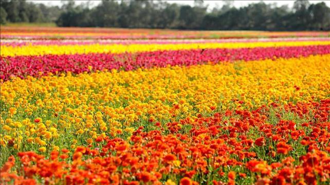 קיבוץ ניר יצחק, 26.04.2020