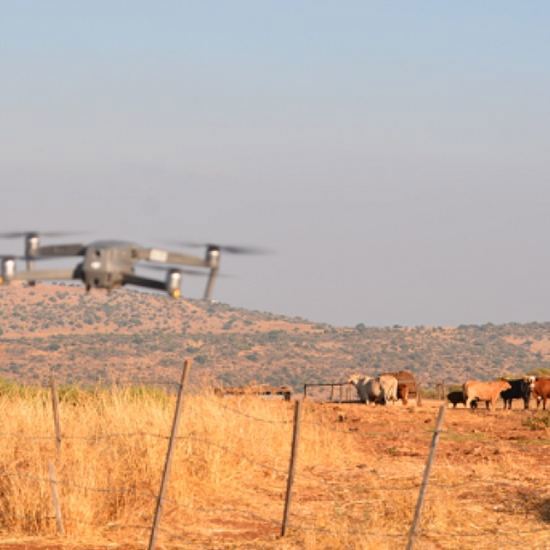 Tecnología israelí: Un sistema de drones se convierte en el nuevo pastor de ganado