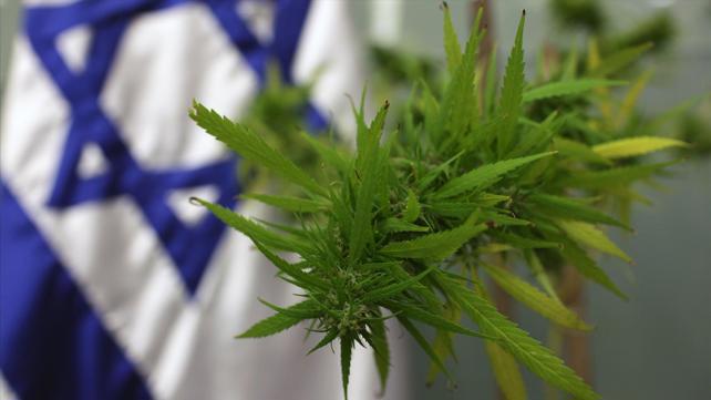 קנאביס