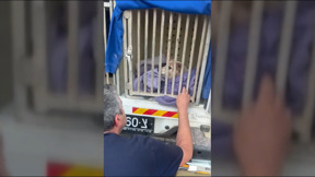 אחרי 4 ימים: הכלב צביקה אותר בריא ושלם וחולץ מבין ההריסות
