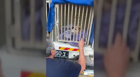 הכלב צביקה אותר בריא ושלם וחולץ מבין ההריסות