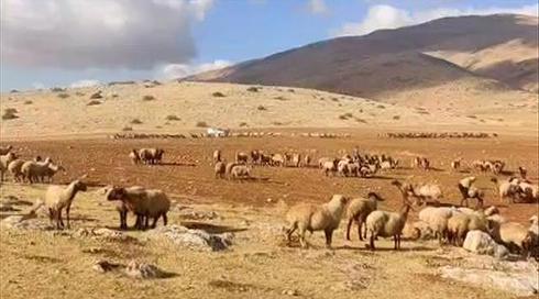 מפקדת סיור ונהג צבאי תועדו מבריחים עדר של רועה צאן פלסטיני - ונשפטו